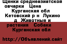 Щенки среднеазиатской овчарки › Цена ­ 10 000 - Курганская обл., Кетовский р-н, Лукино д. Животные и растения » Собаки   . Курганская обл.